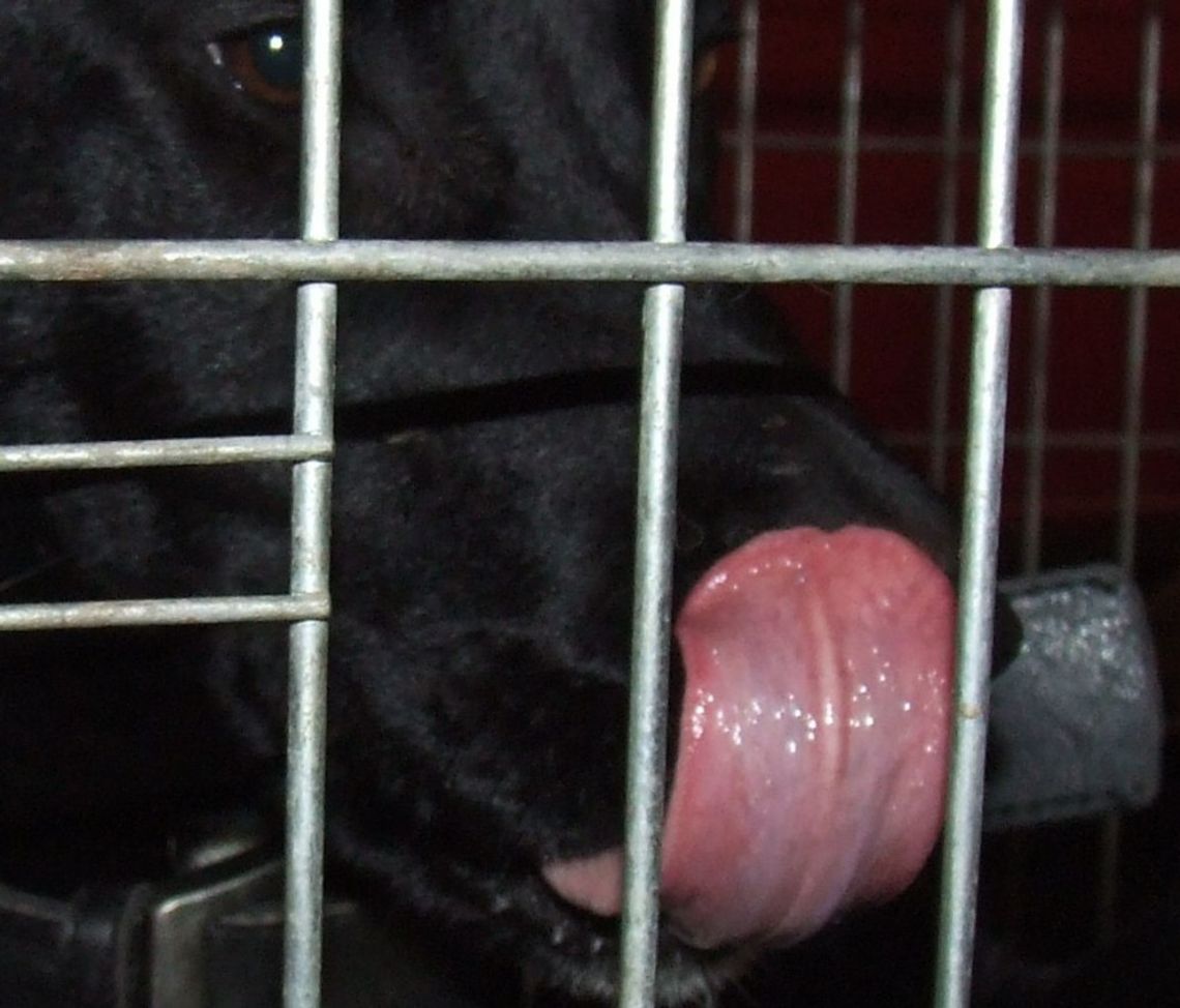 „Kupując, pomagasz”. Posiłki dla psów i kotów „Kupując, pomagasz”. Posiłki dla psów i kotów