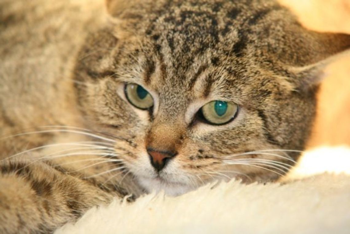 Lajla błaga o dom - szukamy domu dla kotki