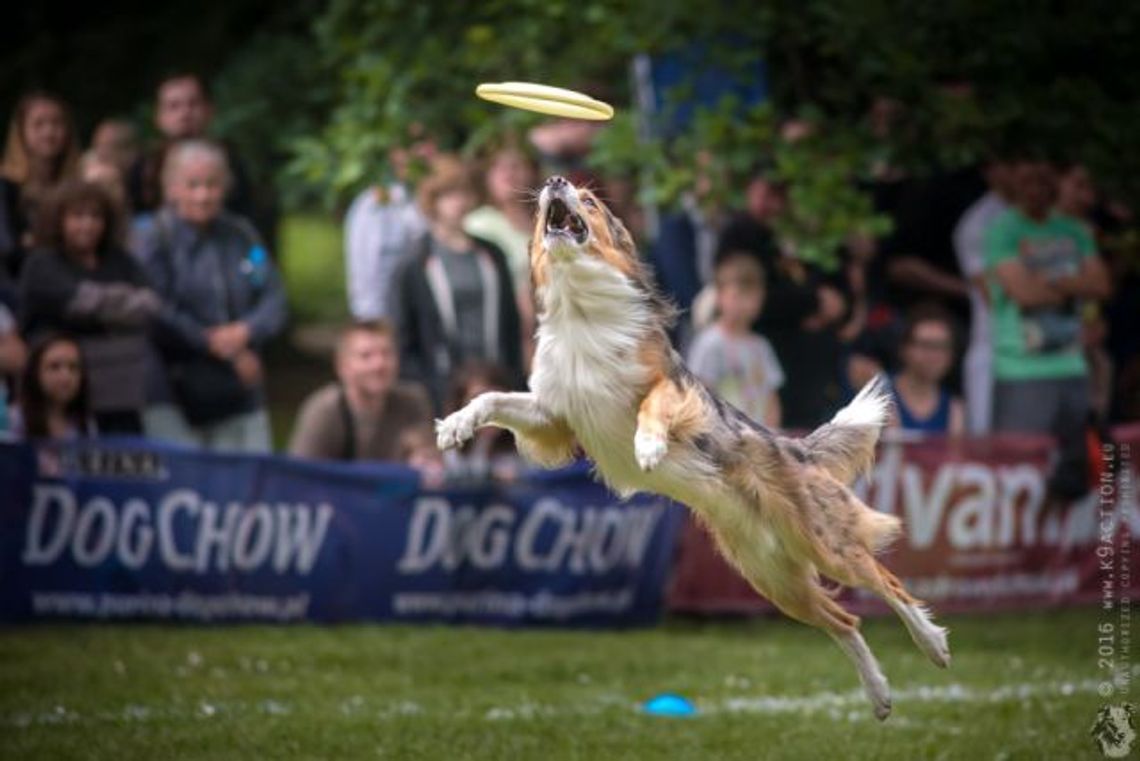 Latające psy w Sopocie