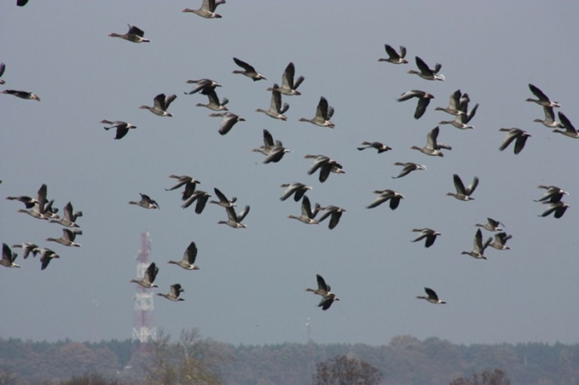 Lecą gęsi i żurawie... Podróż na zachód Europy Lecą gęsi i żurawie... Podróż na zachód Europy