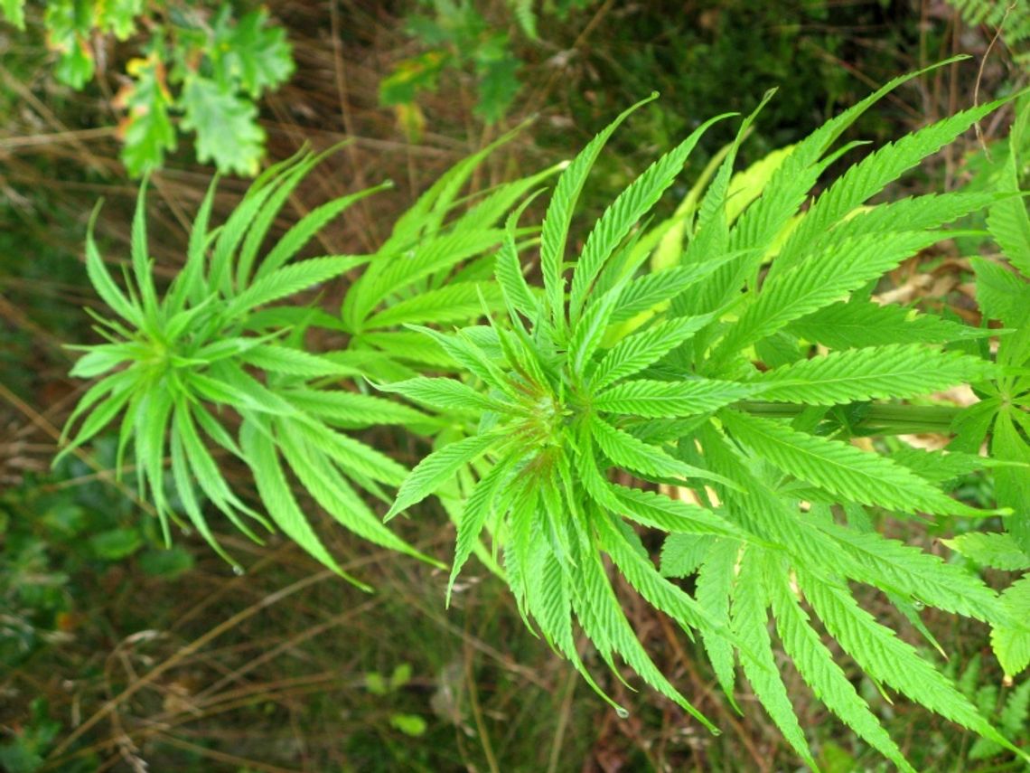 Likwidacja nielegalnej uprawy konopi indyjskich