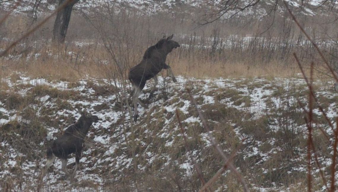 Łosie znów w Tczewie! Spacerowały po... cmentarzu!