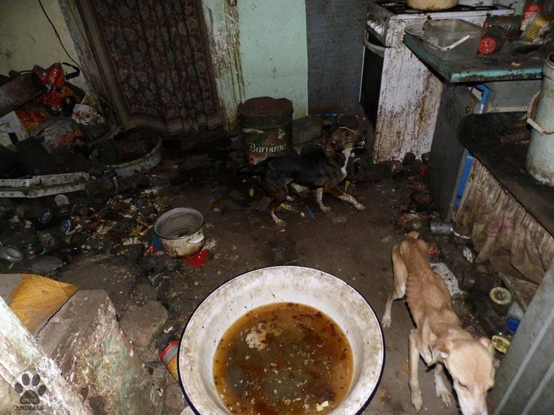 Losy psów łańcuchowych. Po sześciu latach psiak wyszedł na wolność