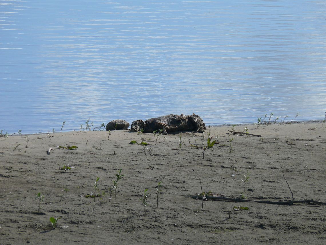 Makabryczne odkrycie pod Opaleniem. Kamień do szyi i po sprawie? Makabryczne odkrycie pod Opaleniem. Kamień do szyi i po sprawie?