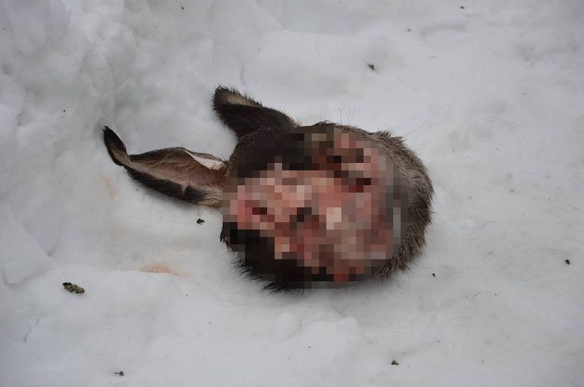 Makabryczne znalezisko na leśnej drodze