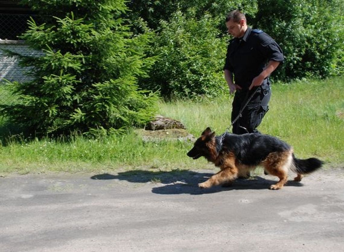 Maks wytropił włamywacza