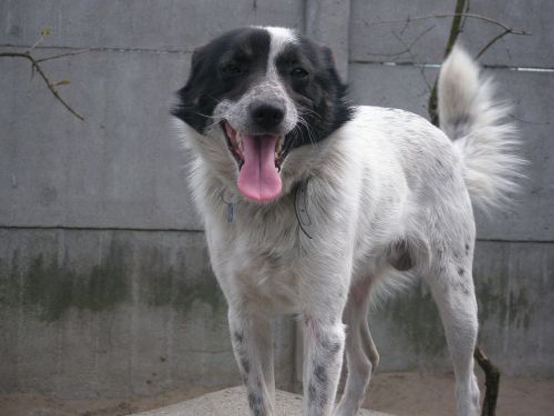 Mapa porządku w Internecie - donosy na wałęsające się psy