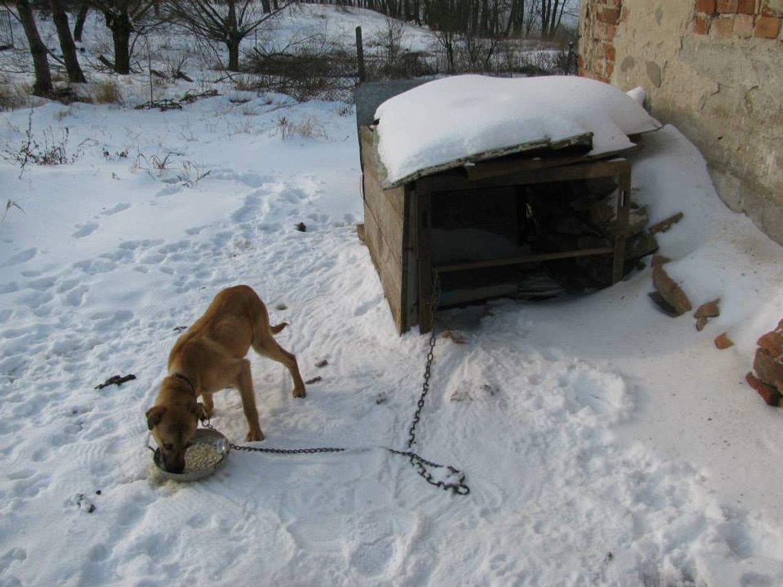 Martwe psy - tragiczny los czworonogów Martwe psy - tragiczny los czworonogów