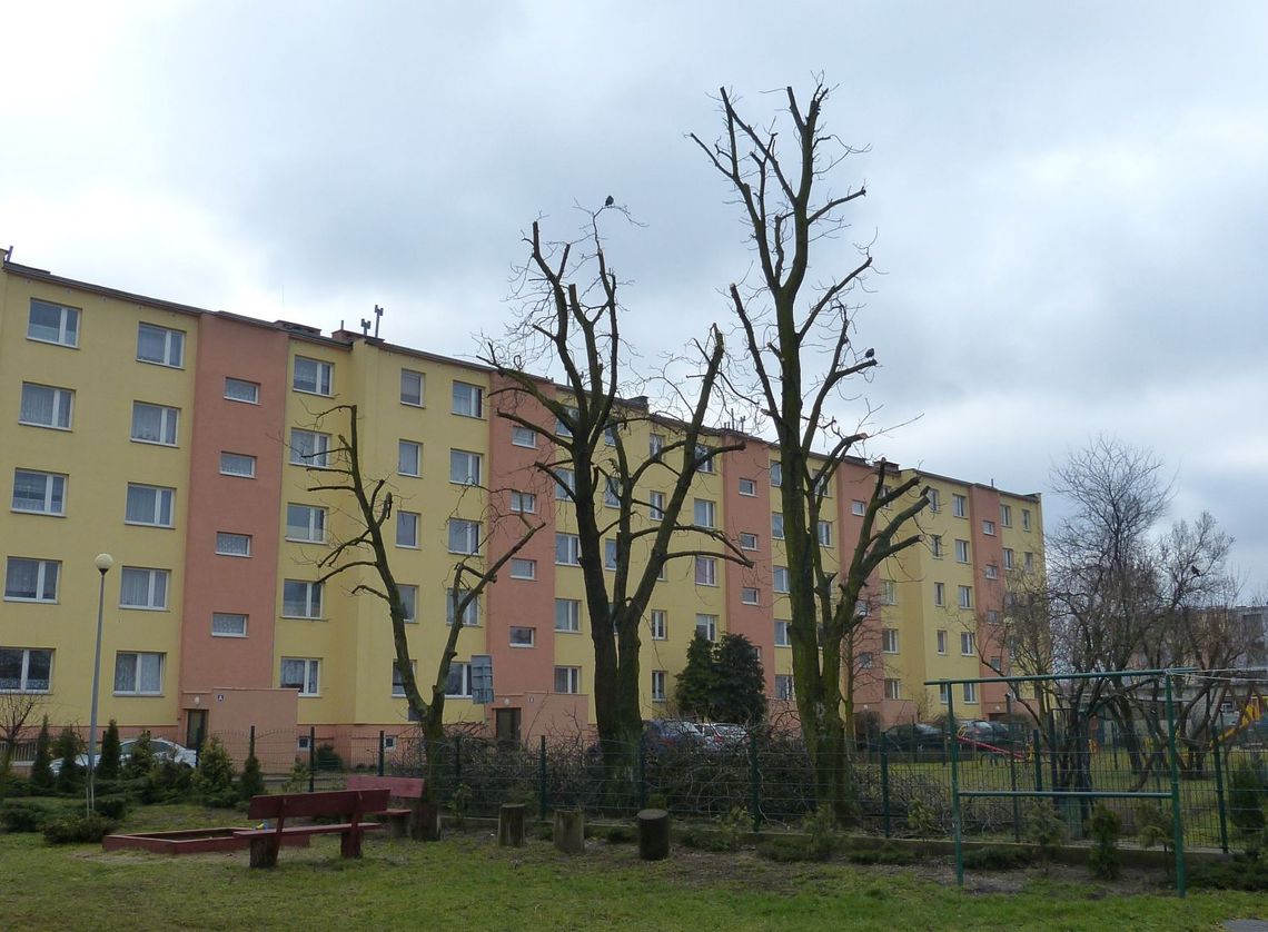 Masowa przycinka drzew - czy zgodnie z prawem?