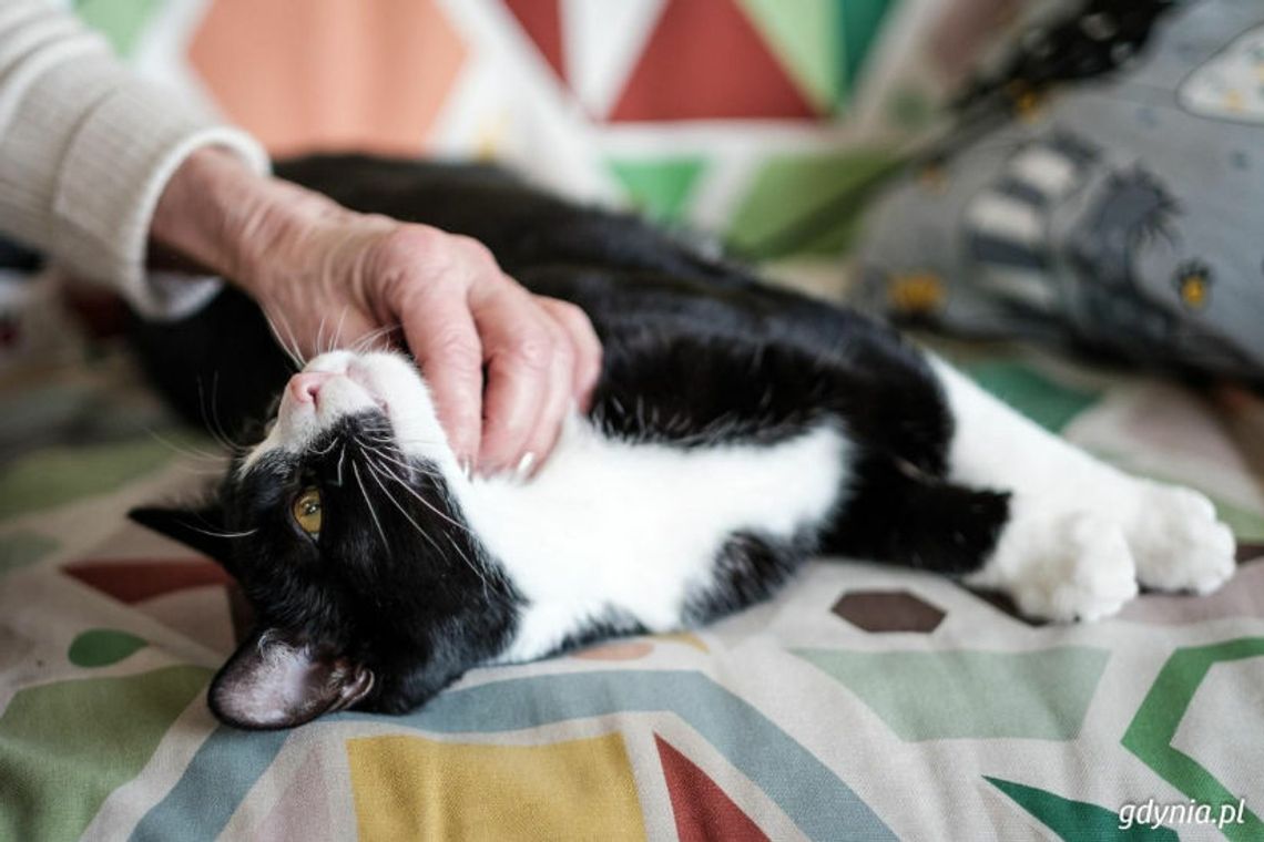 Masz w domu kota? Miasto zapłaci za jego sterylizację lub kastrację