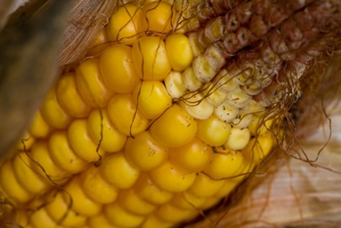 Miał być węgiel, będzie sieczka kukurydzy. Ekologiczna inwestycja już w 2012 r.? Miał być węgiel, będzie sieczka kukurydzy. Ekologiczna inwestycja już w 2012 r.?