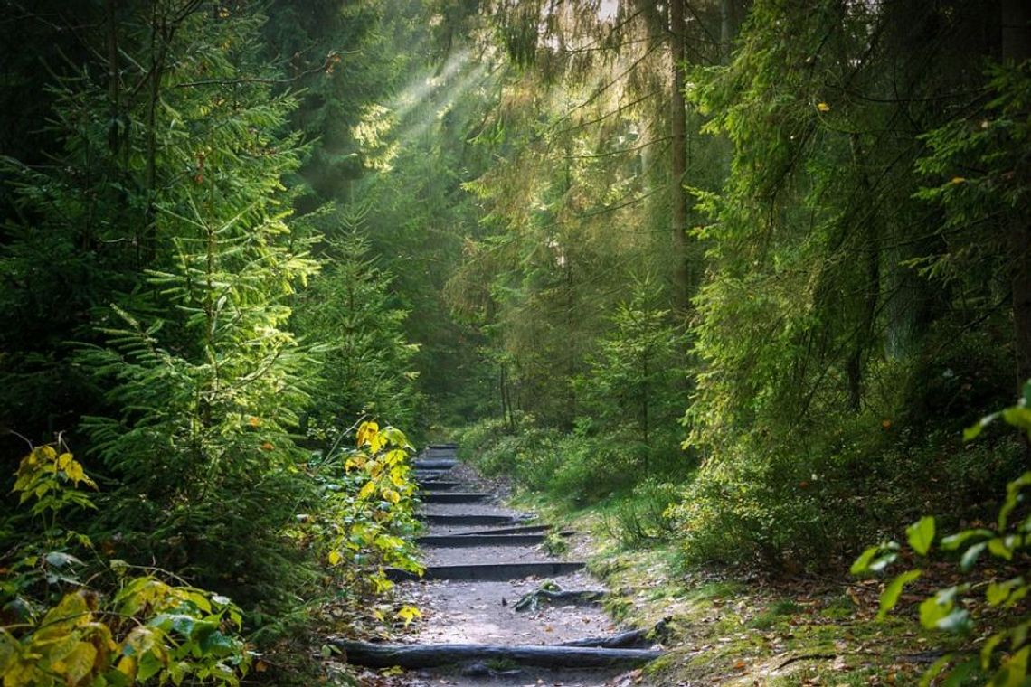 Międzynarodowy Dzień Lasu – Trójmiejski Park Krajobrazowy