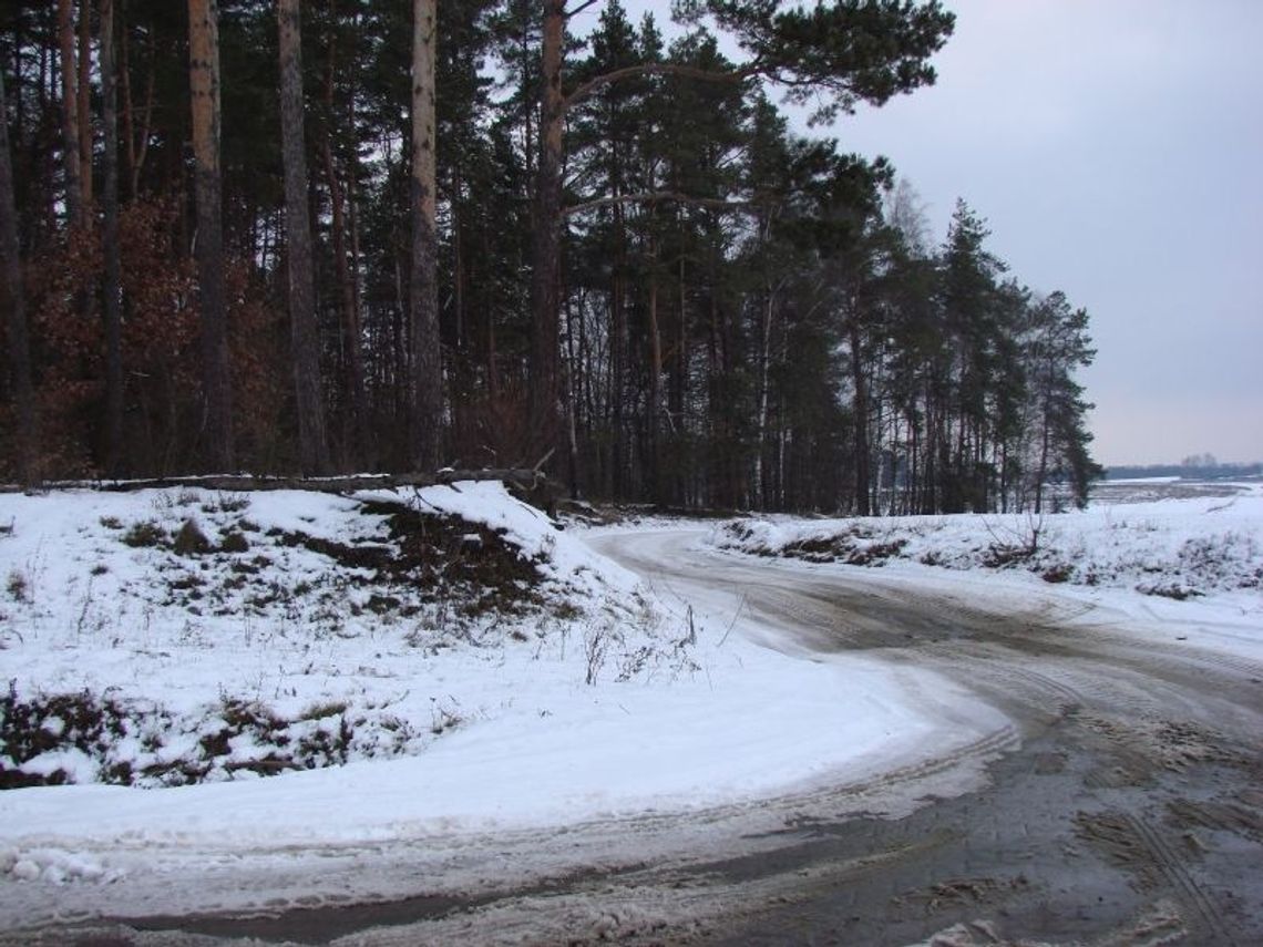 Miejsce kaźni pod lasem. Kto zakatował zwierzęta na obrzeżach Starogardu Gd.?