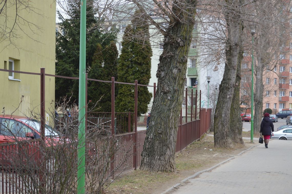 Mieszkańcy psioczą na topole. Drzewa do przycinki czy usunięcia?