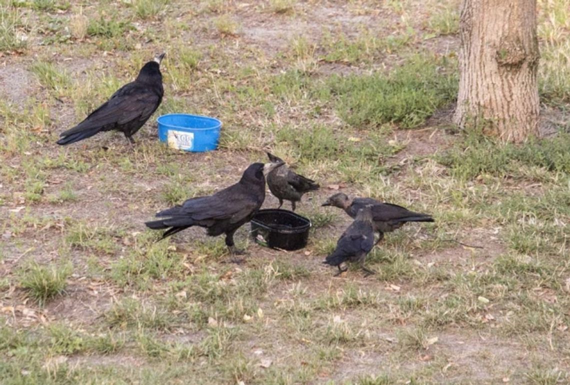 Mieszkańcy stolicy Kociewia i starogardzcy restauratorzy pomagają zwierzętom przetrwać upały Mieszkańcy stolicy Kociewia i starogardzcy restauratorzy pomagają zwierzętom przetrwać upały