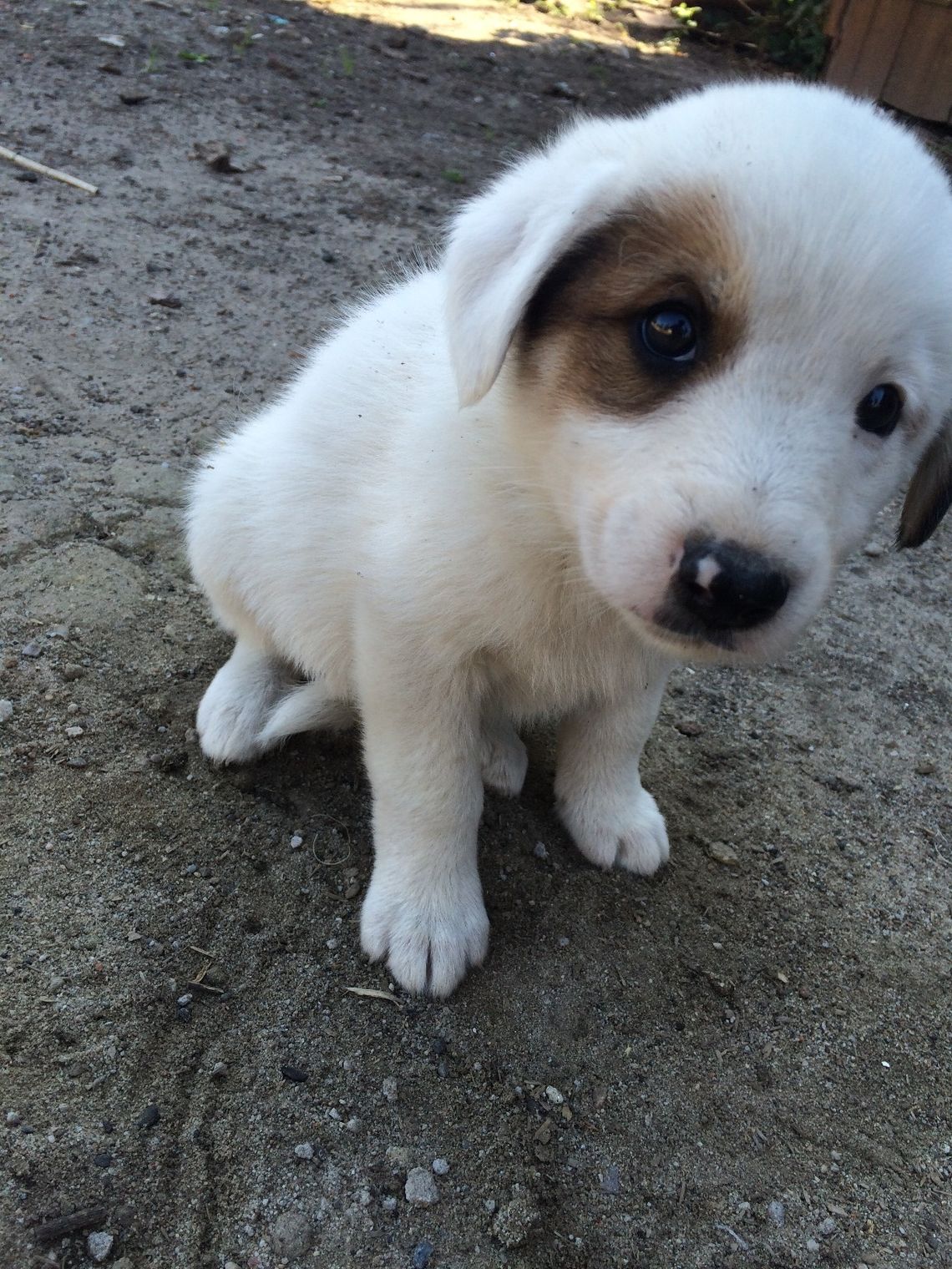 Mieszkańcy znaleźli siedem psiaków. Już mają dom! Mieszkańcy znaleźli siedem psiaków. Już mają dom!