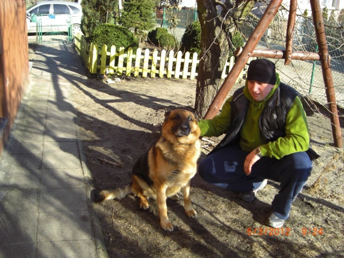 Minister zalecił usypiać psy. Marny koniec służby Minister zalecił usypiać psy. Marny koniec służby