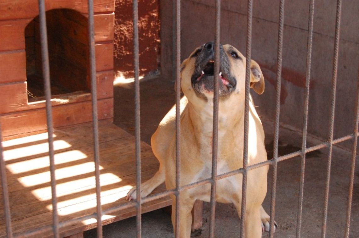 Mit Amstaffa - psa mordercy Mit Amstaffa - psa mordercy