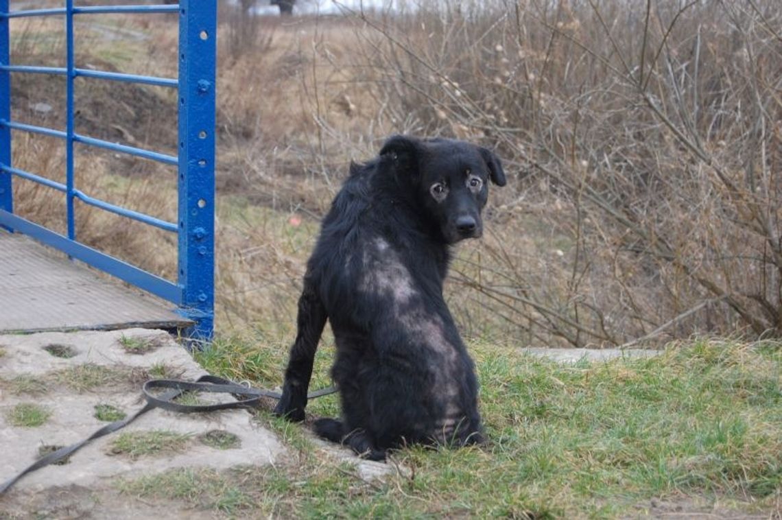 Młodzi po pijaku znęcali się nad psem Młodzi po pijaku znęcali się nad psem
