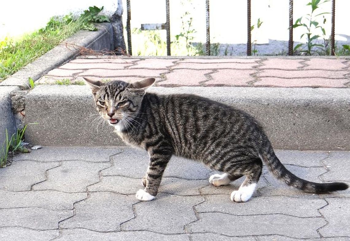 Mokre i zwinięte w kłębek. Czy powstaną domki dla kotów? Mokre i zwinięte w kłębek. Czy powstaną domki dla kotów?