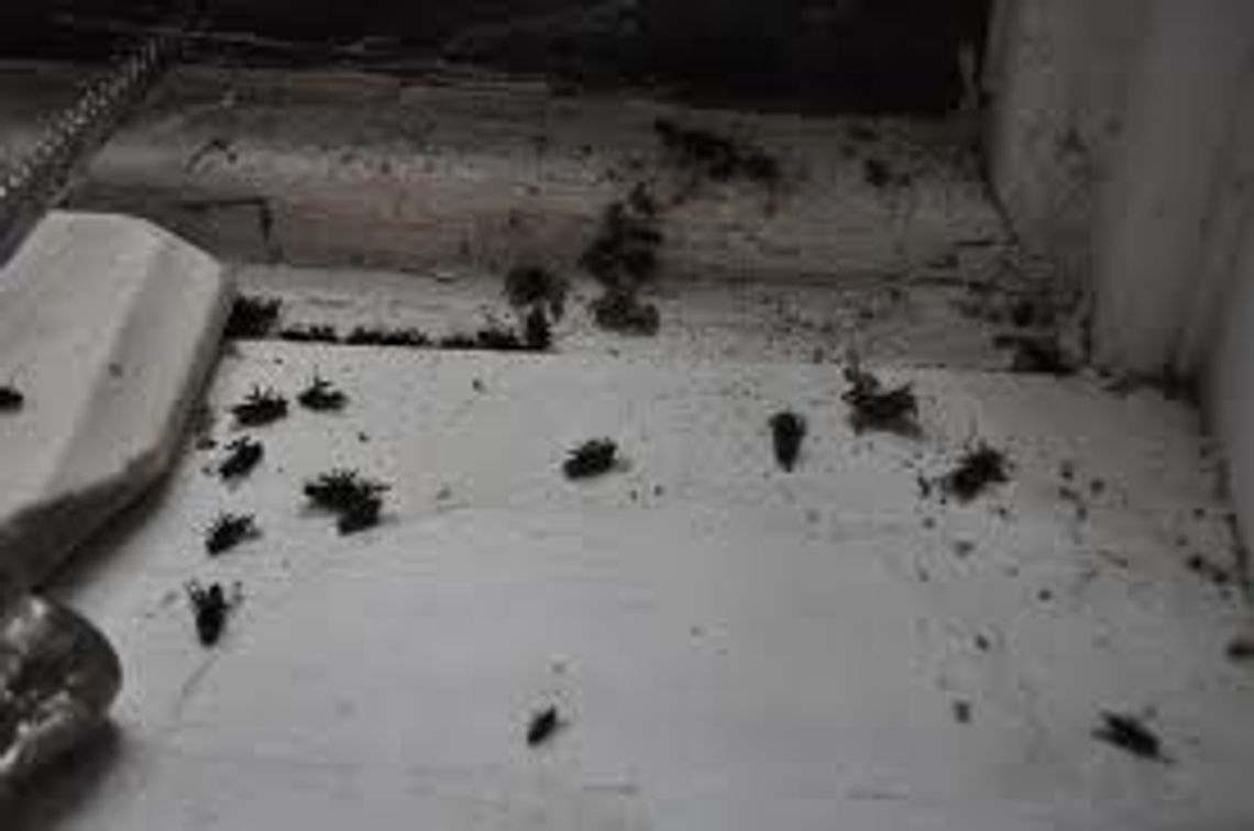 Morderstwo w bloku? Prokuratura tego nie wyklucza Morderstwo w bloku? Prokuratura tego nie wyklucza