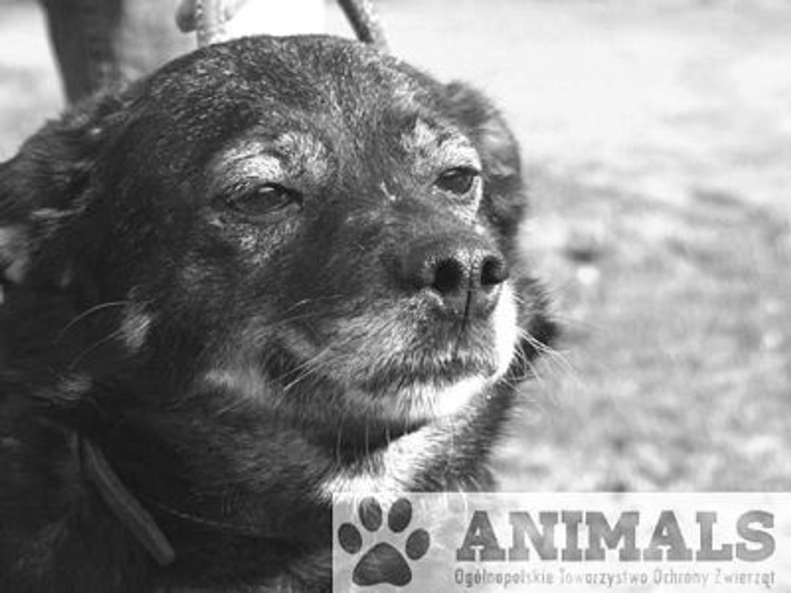 Może przygarniesz jednego z nich? Może przygarniesz jednego z nich?