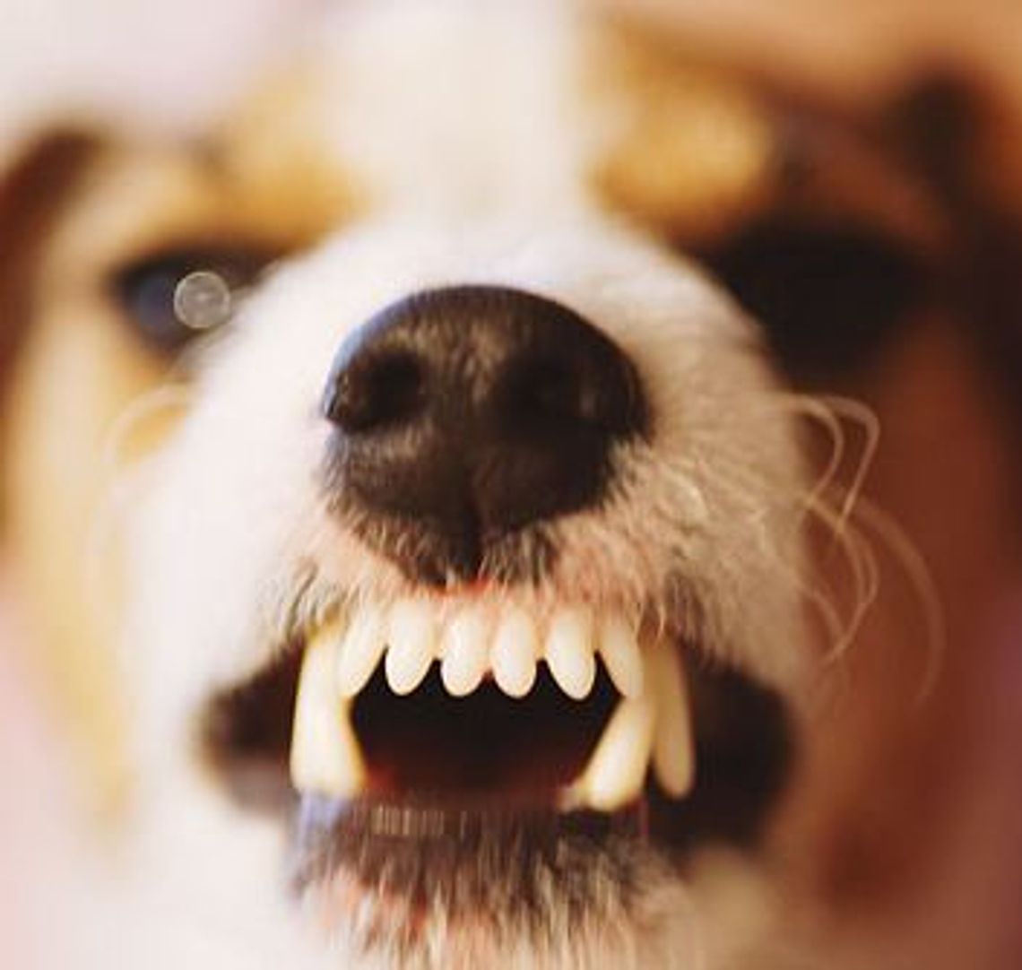 Na Górkach skarżą się na grasujące psy Na Górkach skarżą się na grasujące psy