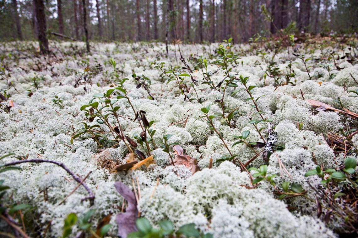 Na "nieludzkiej ziemi” gdański krzyż Na "nieludzkiej ziemi” gdański krzyż
