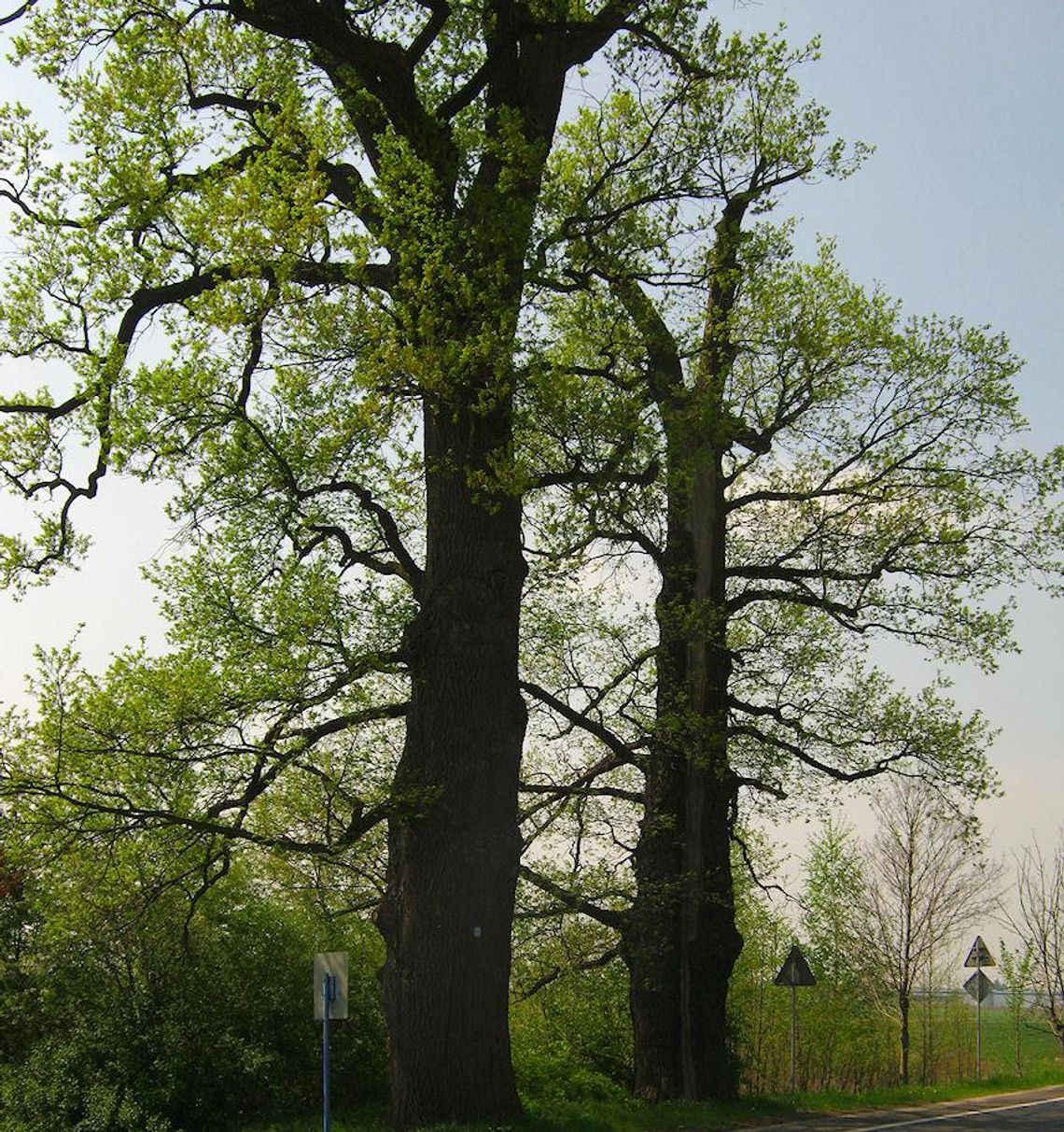 Na odsiecz dębom, lipom i innym drzewom... Walka o stary drzewostan trwa Na odsiecz dębom, lipom i innym drzewom... Walka o stary drzewostan trwa