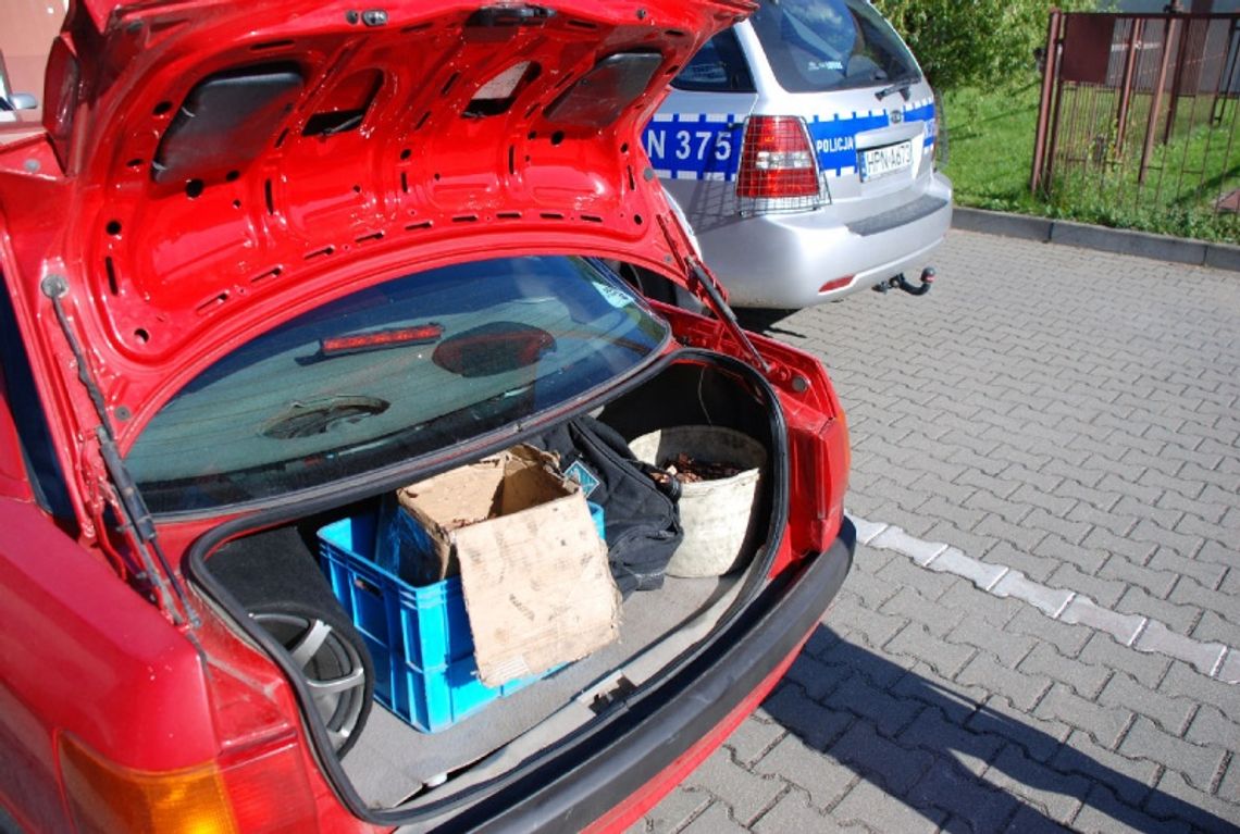 Na podwójnej ciągłej z miedzianym łupem Na podwójnej ciągłej z miedzianym łupem