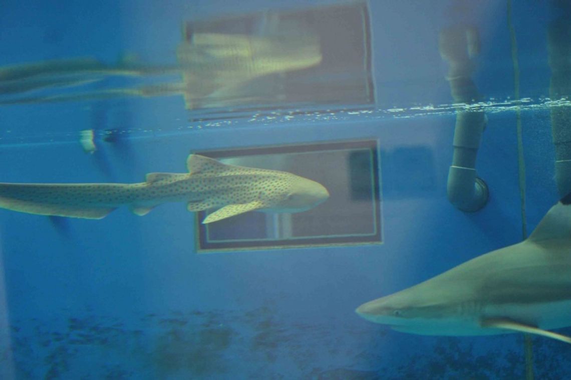 Na ratunek rekinom Na ratunek rekinom