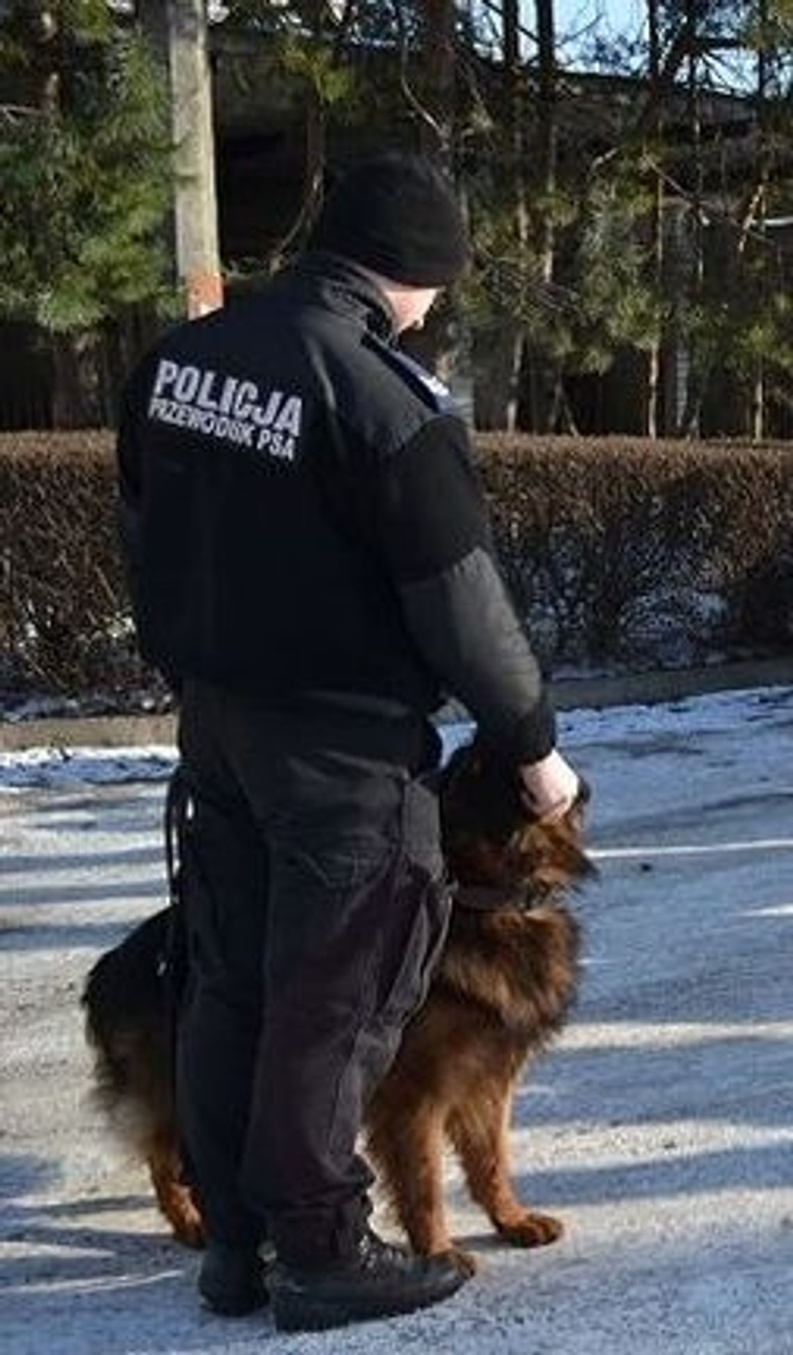 Na widok mundurowych szybko zmienił kierunek marszu