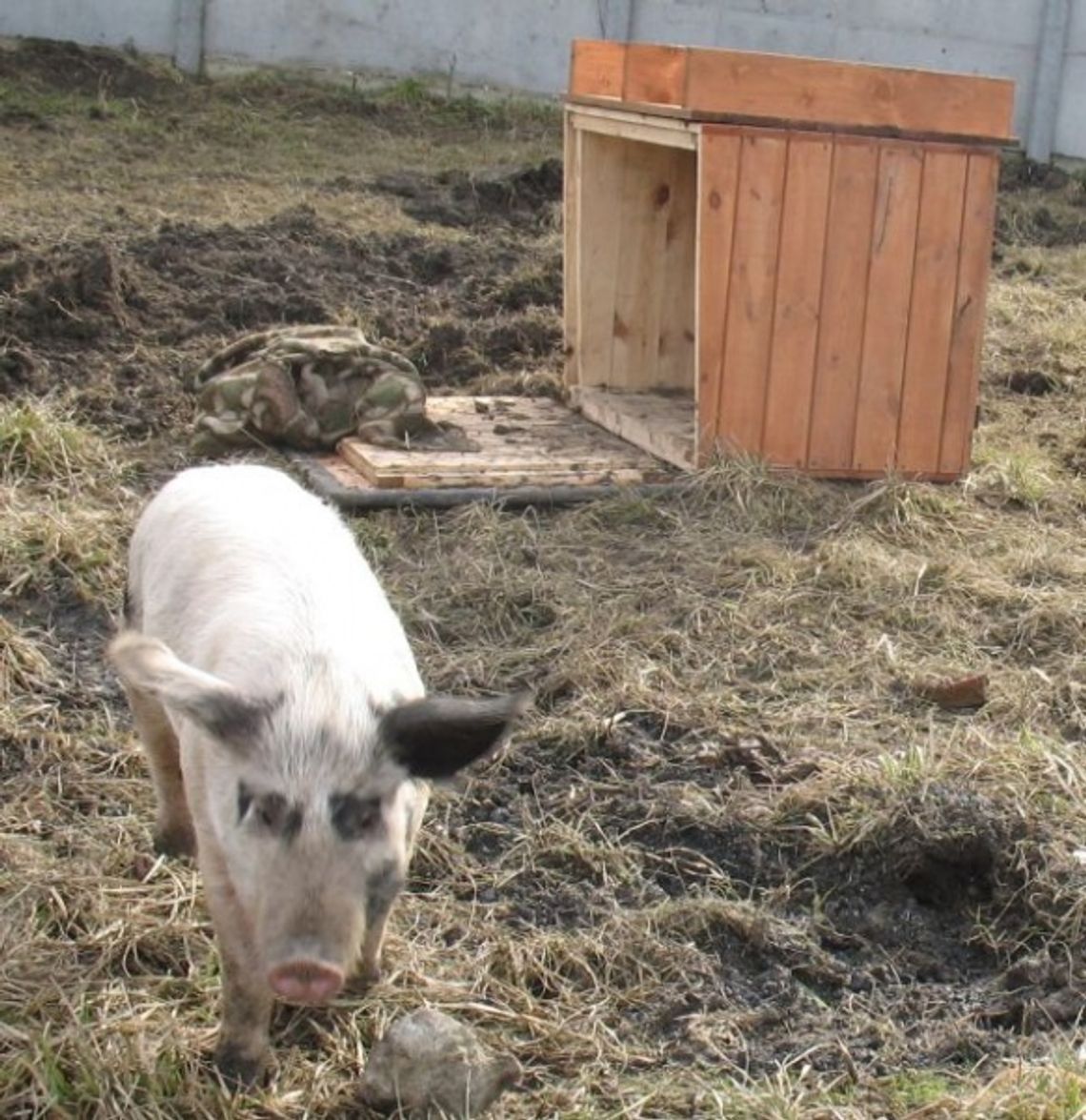 Na wybiegu dla psiaków. Świnka uciekła spod noża Na wybiegu dla psiaków. Świnka uciekła spod noża