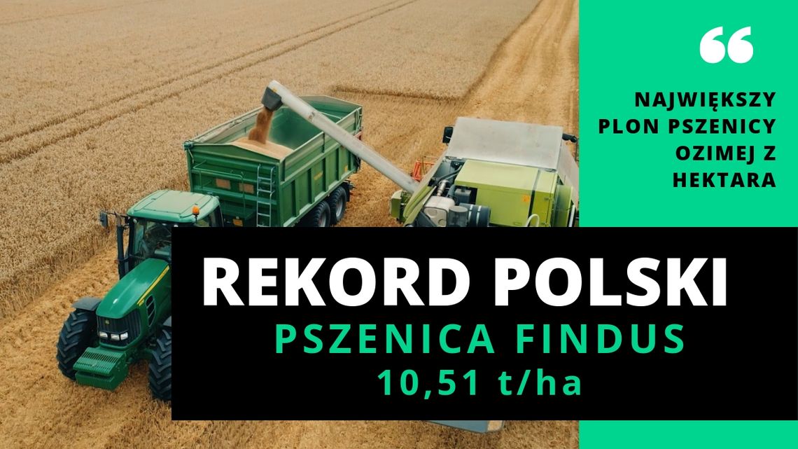 Na Żuławach zebrano największy plon pszenicy ozimej z hektara. To oficjalny Rekord Polski!    