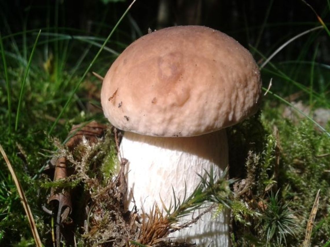 Nadleśnictwo Kaliska zaprasza na grzybobranie! Nadleśnictwo Kaliska zaprasza na grzybobranie!