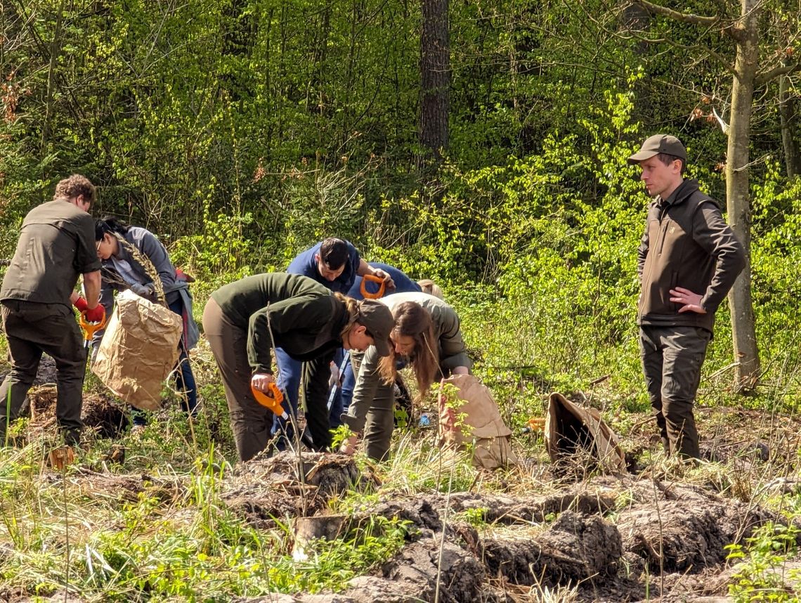 Nadleśnictwo Starogard zaprasza na wspólne sadzenie lasu w leśnictwie Kochanki