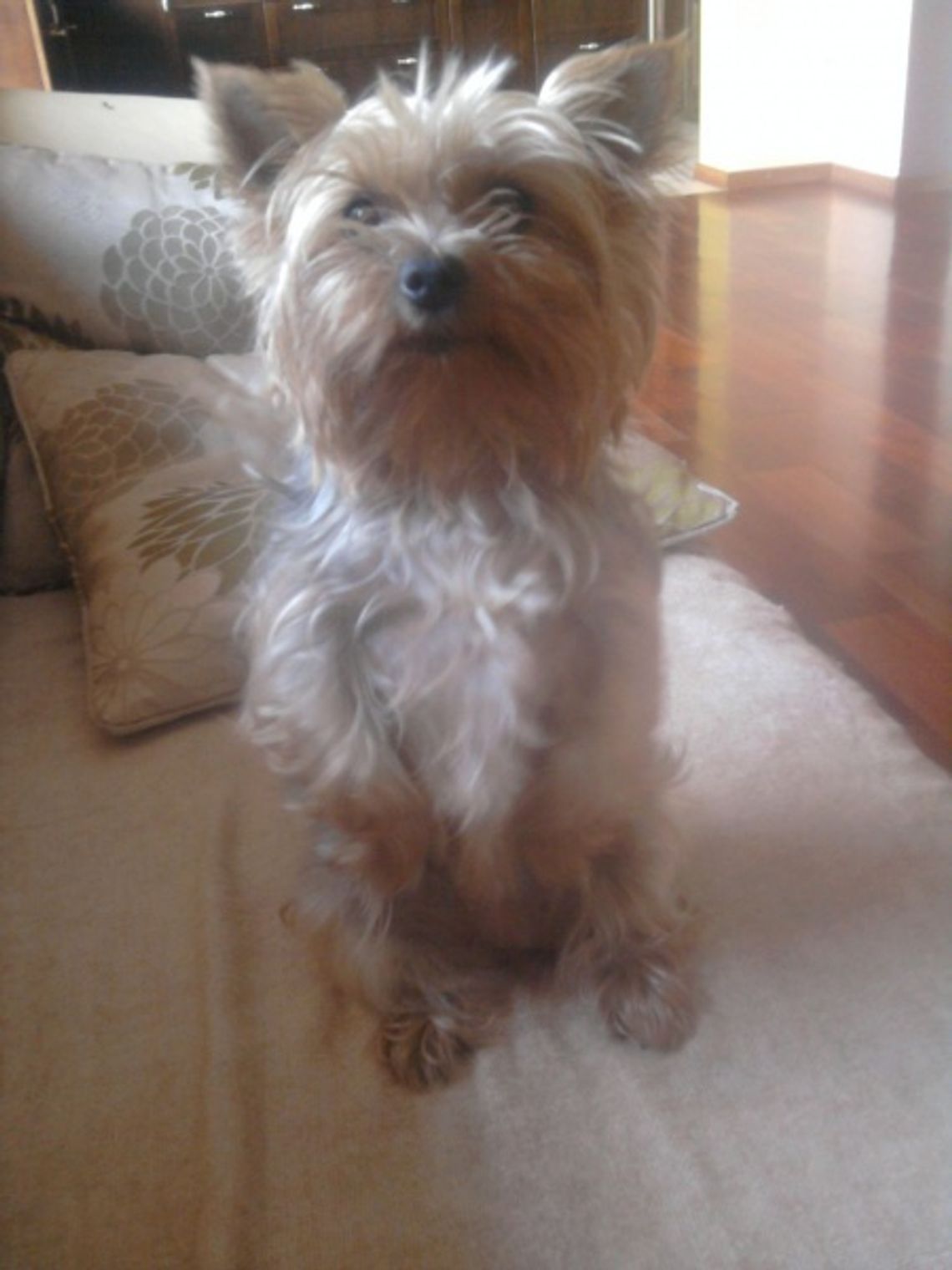 Nagroda dla znalazcy psa Nagroda dla znalazcy psa