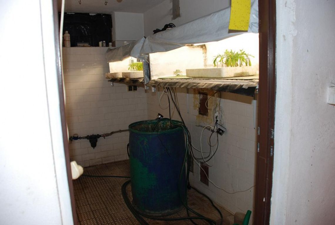 Namierzona plantacja marihuany - dom pełen konopi