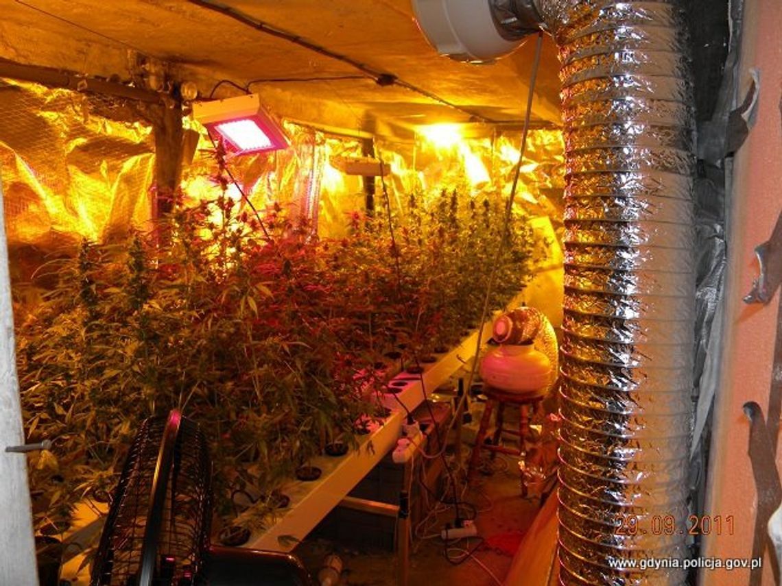 Namierzona uprawa konopii - sto dorodnych krzewów Namierzona uprawa konopii - sto dorodnych krzewów