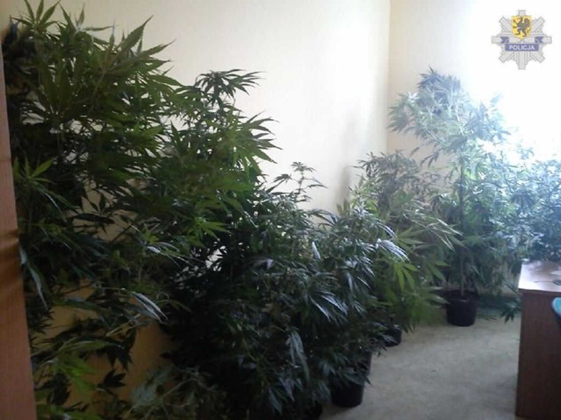 Namierzony na działce w szklarni Namierzony na działce w szklarni