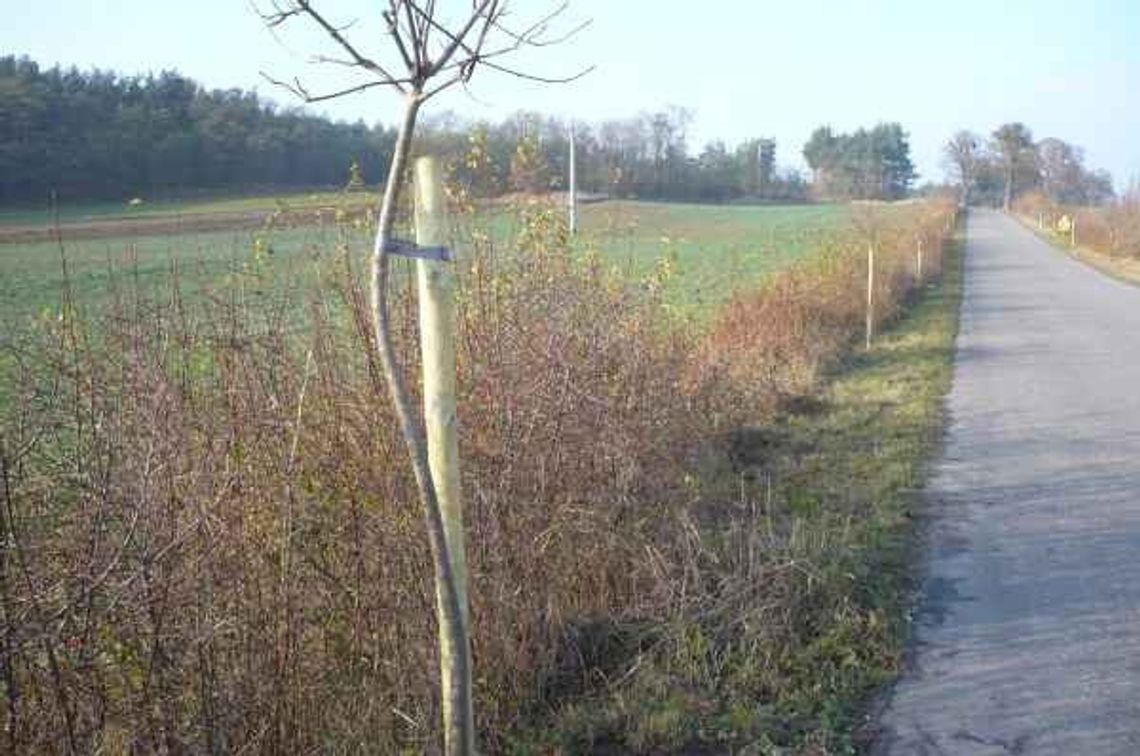 Niebezpieczne drzewa. Wycięli stare, pojawiły się nowe