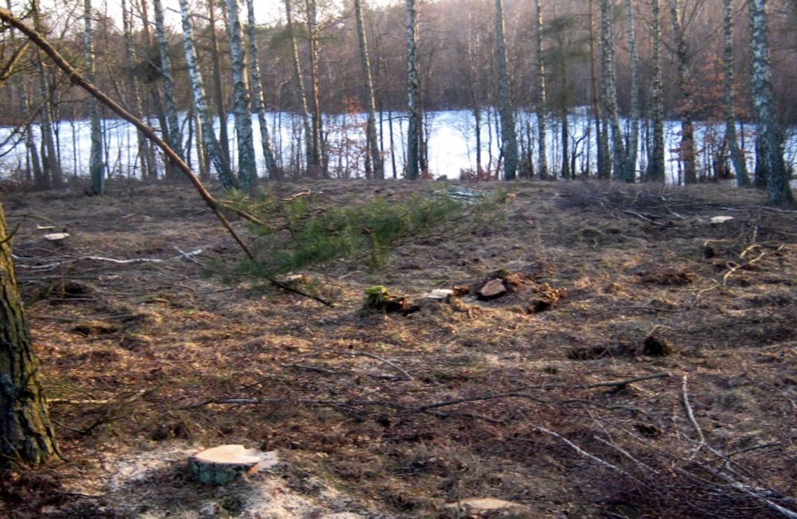 Nielegalna wycinka 60 drzew Nielegalna wycinka 60 drzew