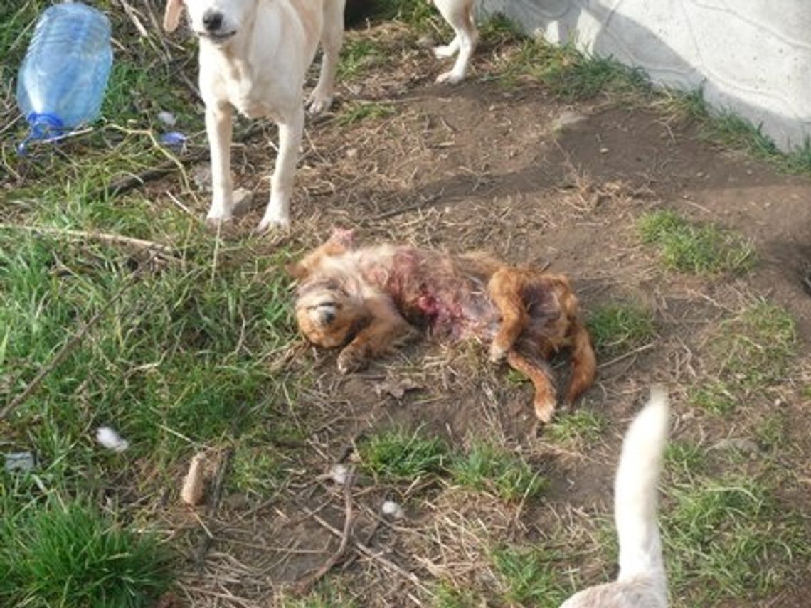 Nielegalne przytulisko - Leśna Jania