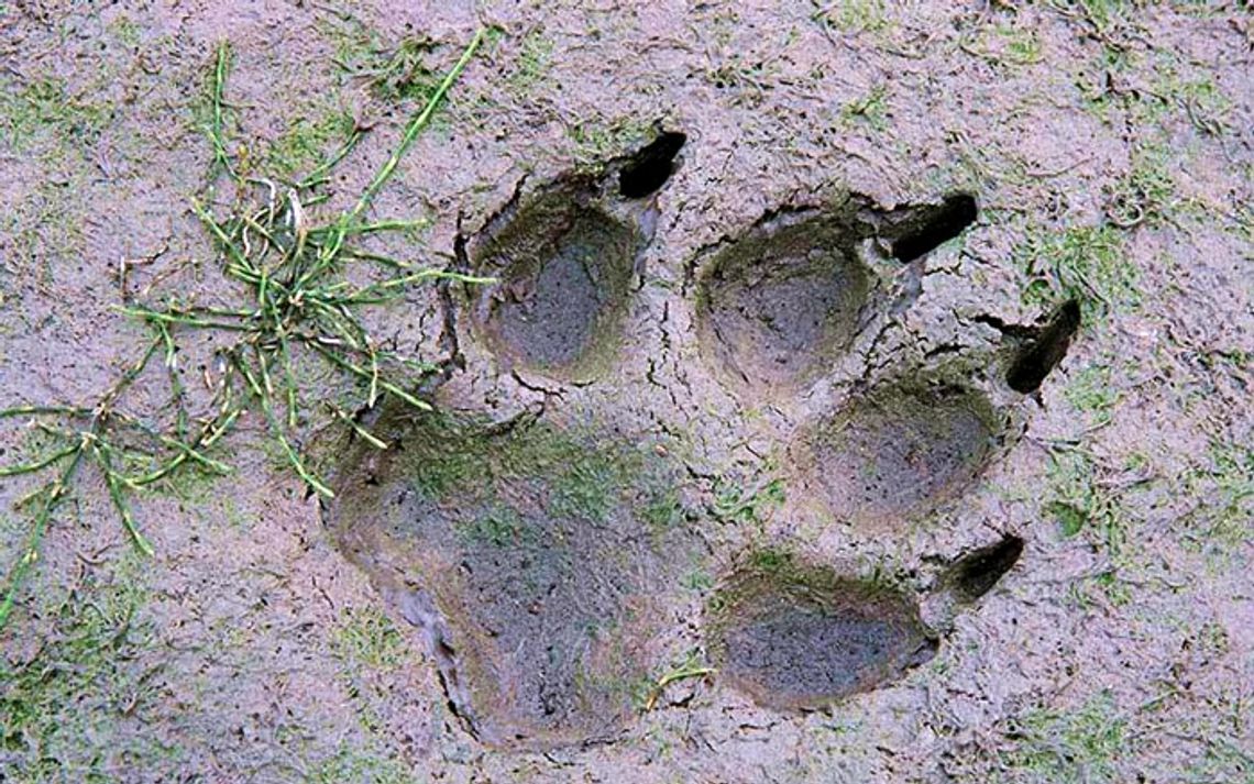 Niemiecki wilk penetrował okolice Tczewa Niemiecki wilk penetrował okolice Tczewa