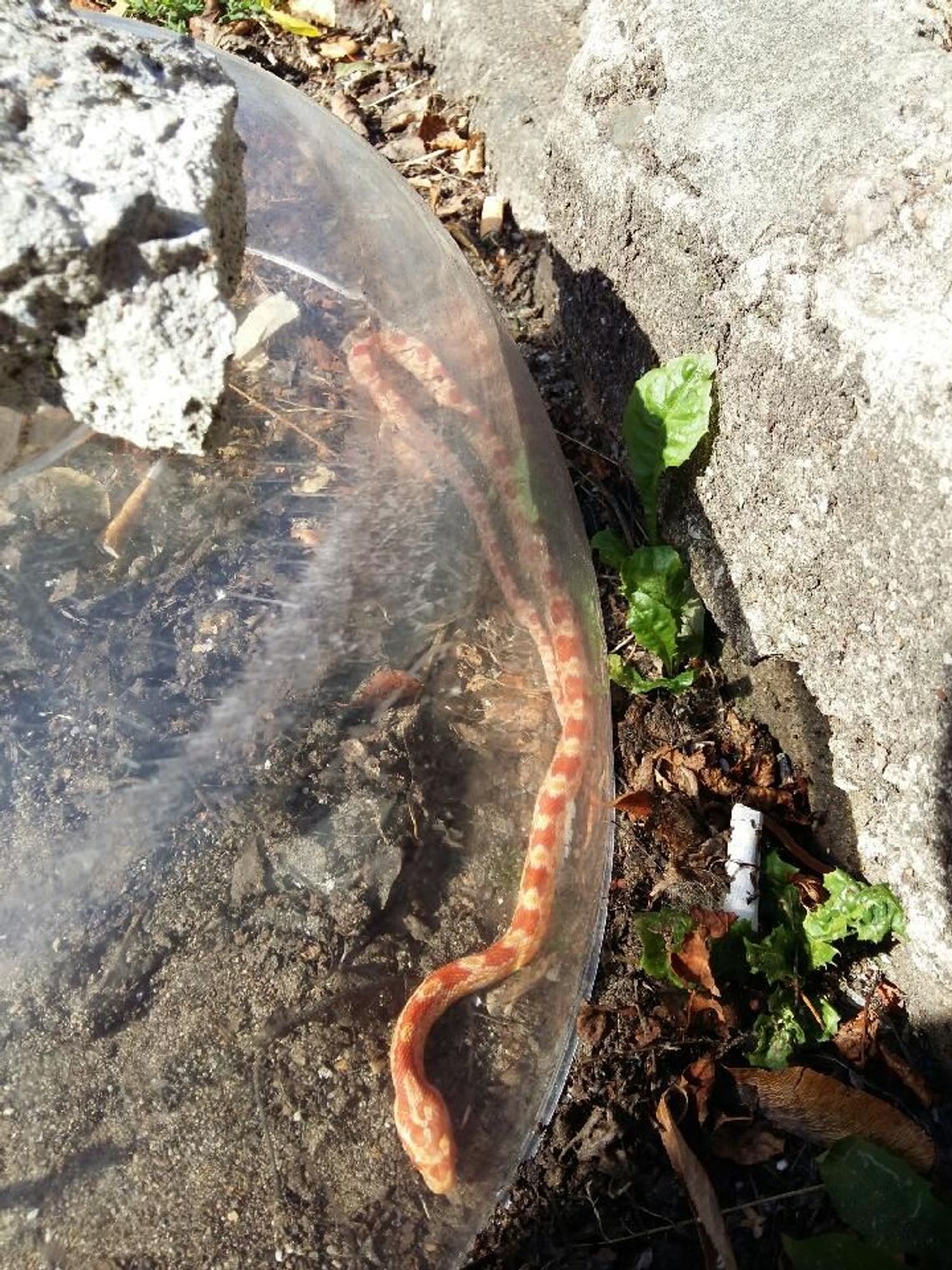 Nieoczekiwany gość z Ameryki Nieoczekiwany gość z Ameryki