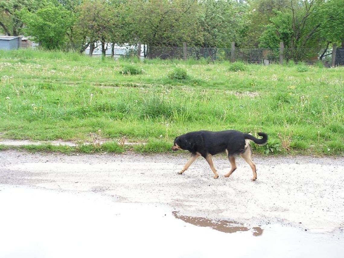 Nieodpowiedzialni właściciele. Nie puszczaj psa luzem!