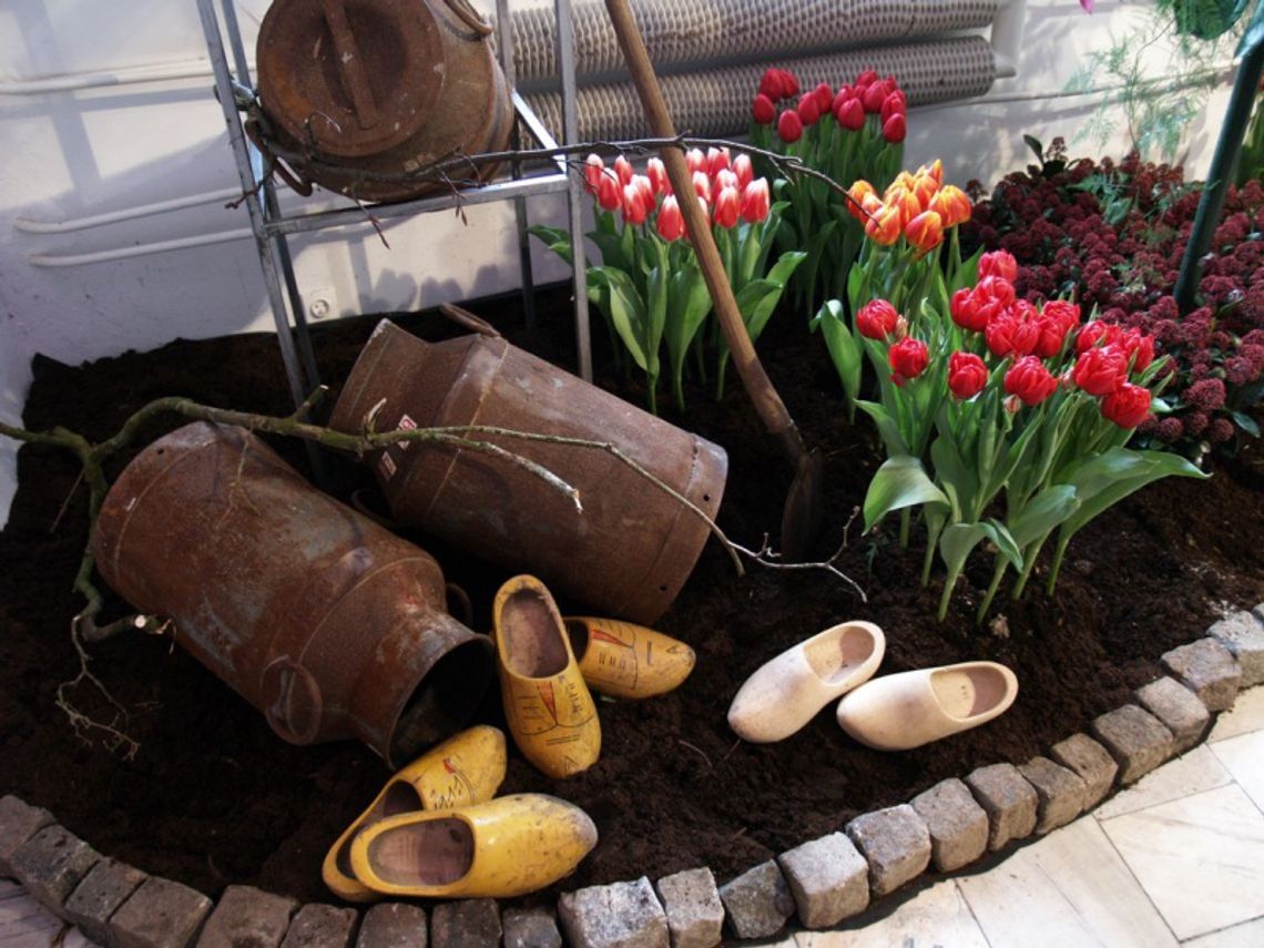 Niezły kwiatek. Biało-czerwony "Tulipan Wałęsa" z grubą łodygą - za dychę, ogląd za darmo Niezły kwiatek. Biało-czerwony "Tulipan Wałęsa" z grubą łodygą - za dychę, ogląd za darmo