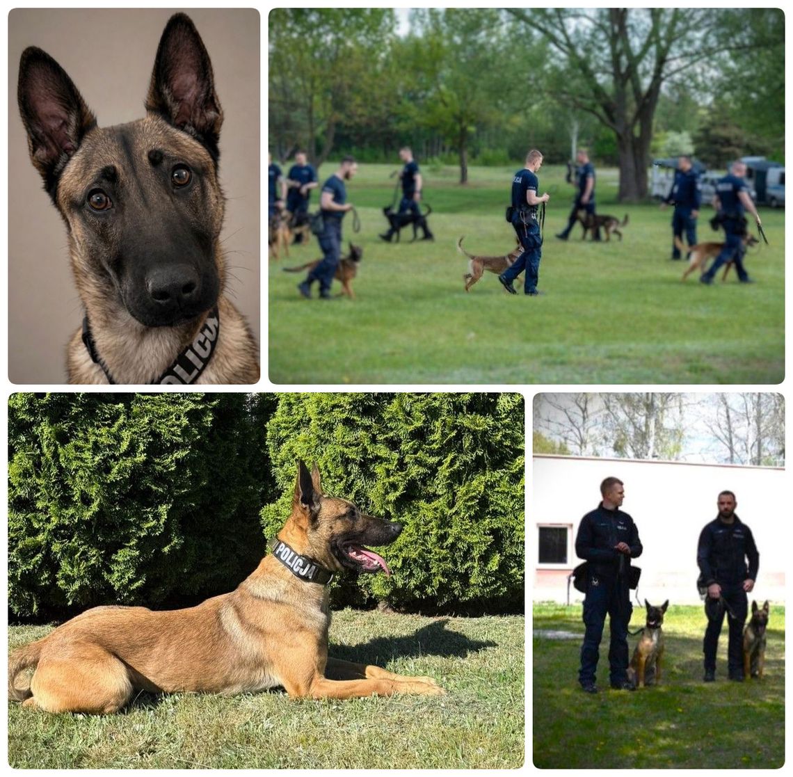 Nowe wzmocnienie w starogardzkiej Policji. Poznajcie Dexę!