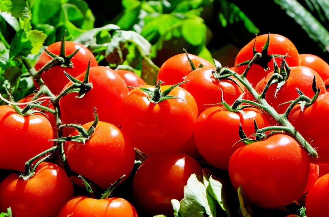 Nowy test Fundacji Pro-Test: Wszystkie sprowadzane z zagranicy pomidory zawierały pestycydy