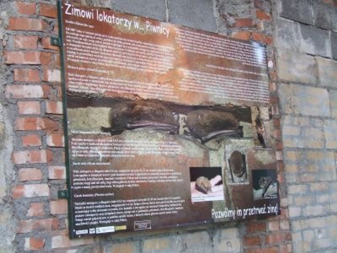 O nietoperzu, który w nocy może zjeść 3000 komarów